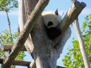 Le panda du Zoo de Beauval