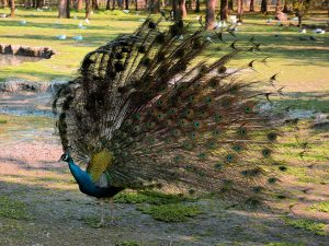 Visite d'une réserve d'oiseaux, à Oléron